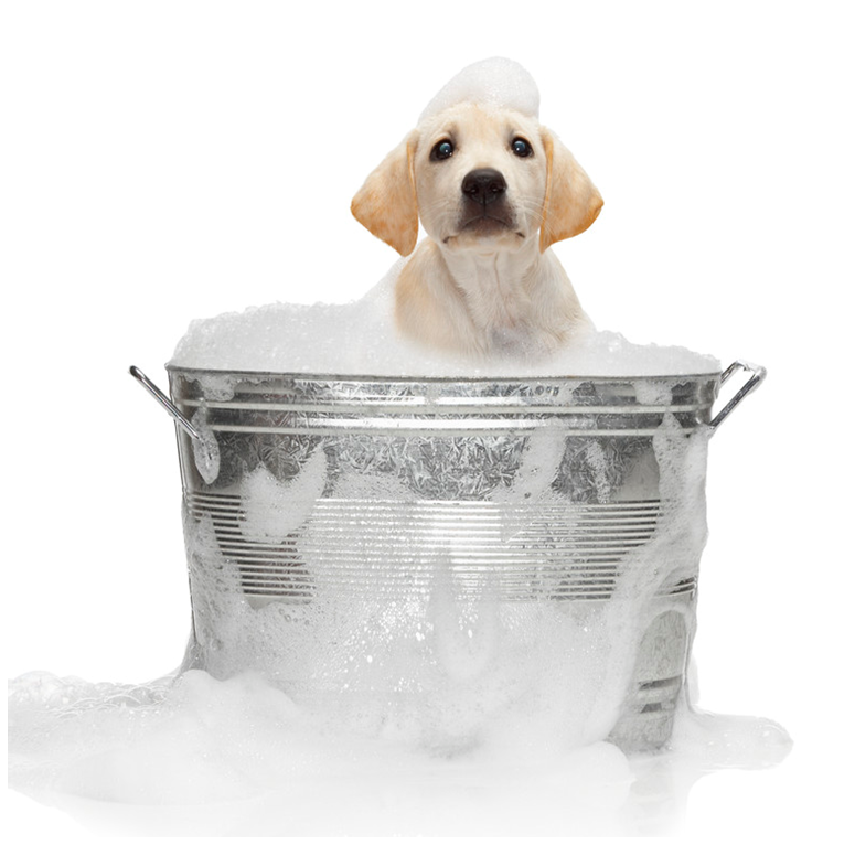 dog-in-the-bath